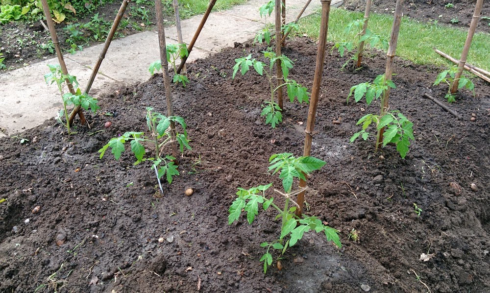 Planting Tomato Plants Gardeners Delight Carrot Tops Allotment