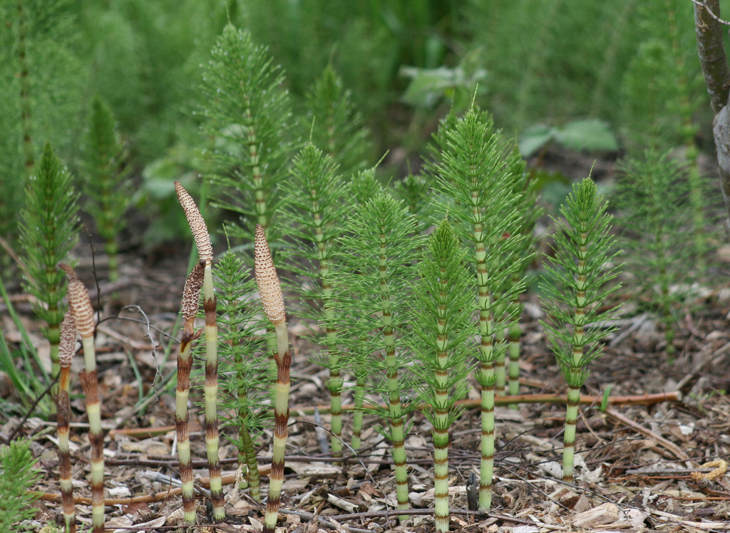 how to combat horsetail weeds