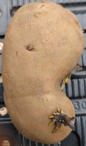 Planting potatoes for Christmas: International Kidney (Jersey Royals)