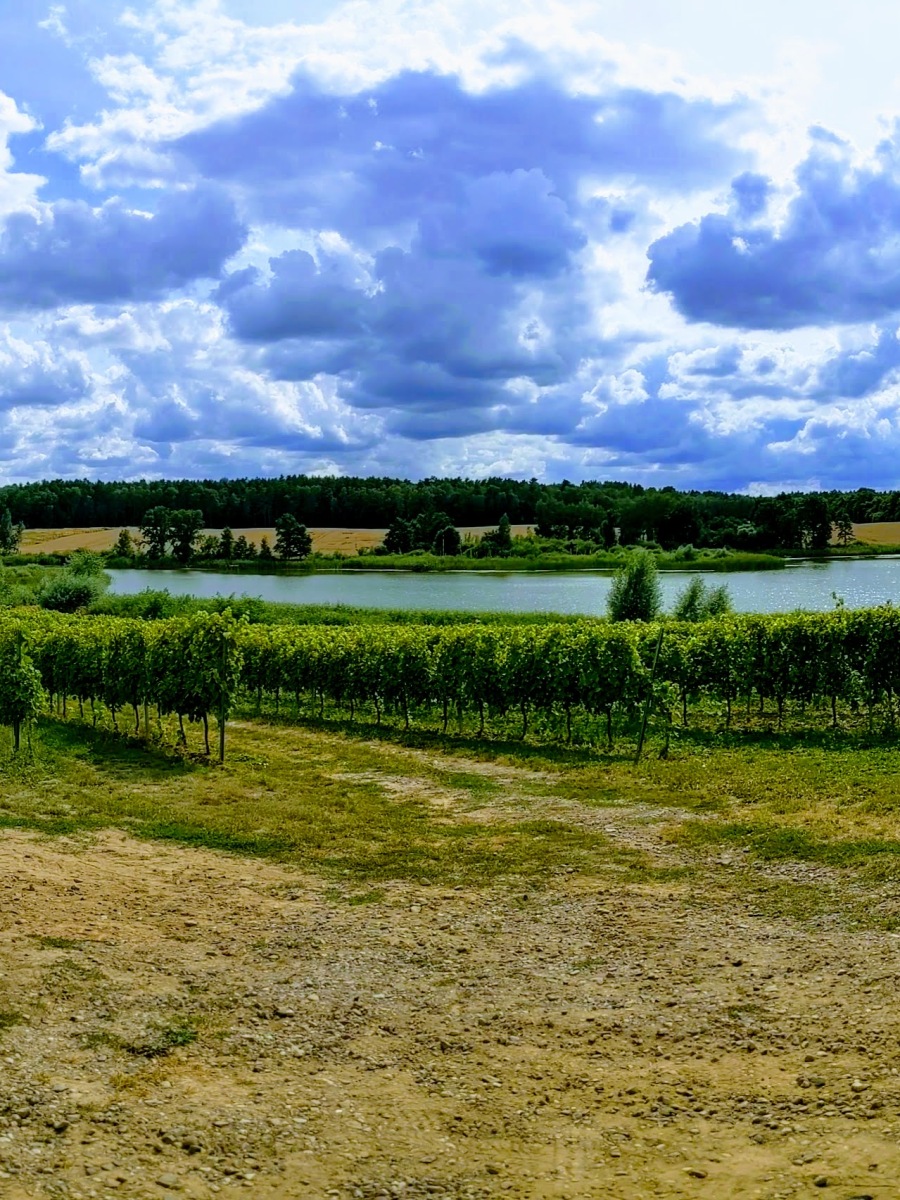 A visit to the Turnau vineyard, Poland